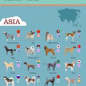 इन्फोग्राफिक्स: 80 देशों से 80 कुत्ते नस्लों