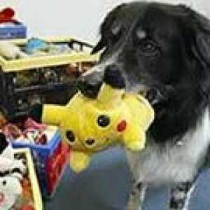 कुत्ते के खिलौने और Iquest- हमारे कुत्ते के साथ कैसे खेलें?
