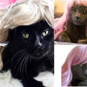 किट्टी wigs!: जब बिल्लियों फैशन wigs पहनते हैं