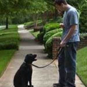 कुत्ते व्यवहार का आधार: पदानुक्रमित व्यवहार