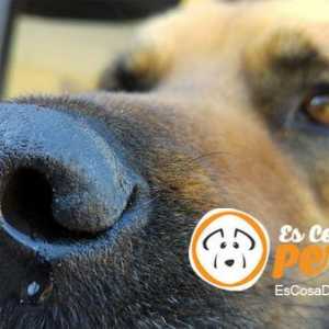 कुत्तों में बुखार: इसका पता लगाने के लिए और यह हमें क्या बताता है