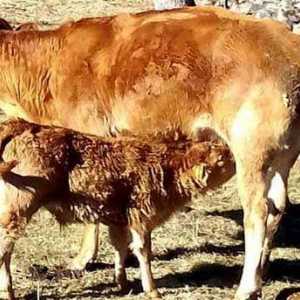 गाय का गर्भधारण