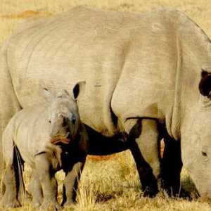 Rhinoceros का गर्भावस्था