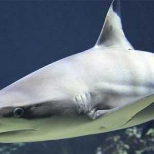 शार्क का गर्भधारण