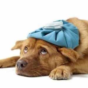दिल की धड़कन वाले कुत्तों में उपचार
