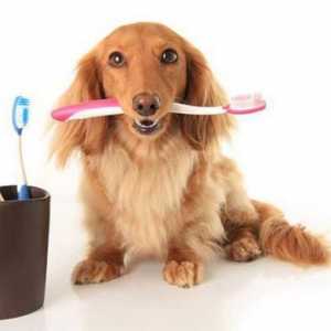 कुत्ते के दांतों की सफाई का महत्व