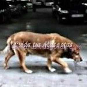 कुत्तों की वफादारी: स्पैनिश हैचिको (कैडिज़)