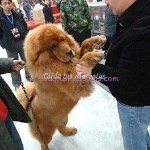दुनिया में सबसे महंगा पालतू जानवर: एक लाख यूरो का कुत्ता