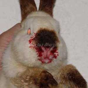 खरगोशों में Pododermatitis और वायरल hemorrhage