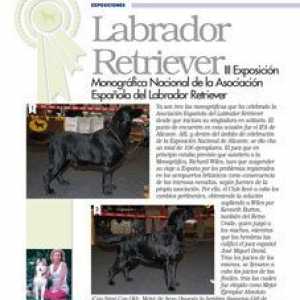 लैब्राडोर कुत्ता लैब्राडोर रिट्रीवर्स के स्पैनिश एसोसिएशन की आईआई नेशनल मोनोग्राफिक प्रदर्शनी