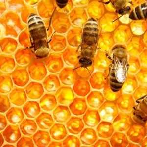 मधुमक्खी: परिभाषा, विशेषताओं, प्रकार और वे कैसे संवाद करते हैं