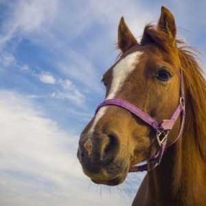 सबसे आम बीमारियां जो घोड़े के स्वास्थ्य को प्रभावित कर सकती हैं
