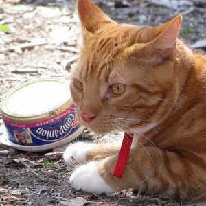 बिल्लियों में खाद्य डिब्बे चोट लग सकते हैं
