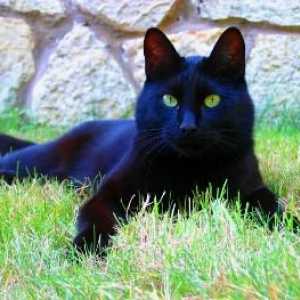 काला बिल्ली - यूरोपीय काला