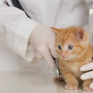 बिल्लियों की टीकों