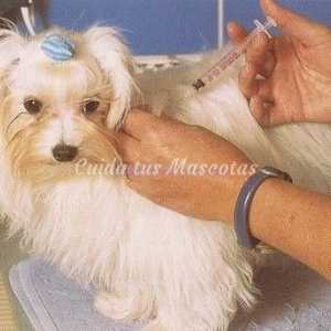 कुत्तों की टीका