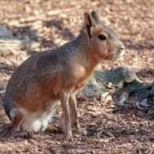 Patagonian महान अर्जेंटीना खरगोश खरगोश