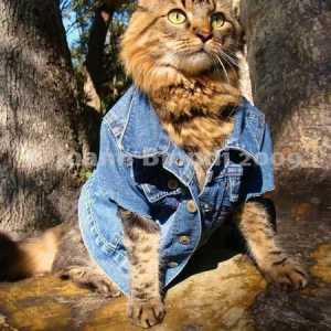 Lorenzo, दुनिया में सबसे फैशनेबल बिल्ली