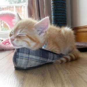 सुंदर नींद बिल्लियों की दस मजेदार तस्वीरें
