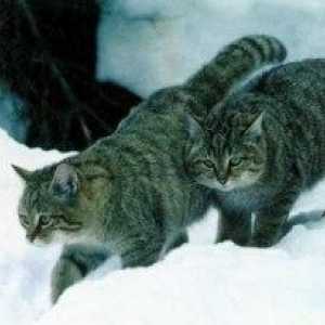साइबेरियाई बिल्लियों को पालतू जानवर के रूप में जाना जाता है