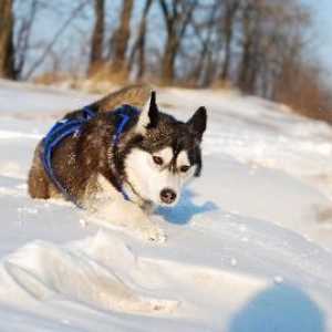 अलास्का के मौसम के लिए सबसे अच्छे कुत्तों