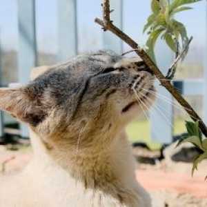 बिल्ली की इंद्रियां - दृष्टि - सुनवाई - गंध