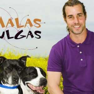 `खराब fleas`, हमारे कुत्ते को शिक्षित करने के लिए एक अच्छा टीवी शो