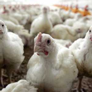 पशु दुर्व्यवहार: पीड़ित मुर्गियों का मामला