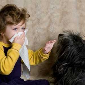 एलर्जी लोगों के लिए पालतू जानवर