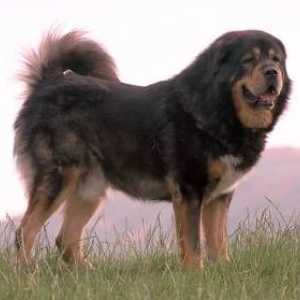 तिब्बती विशाल कुत्ते मास्टिफ़