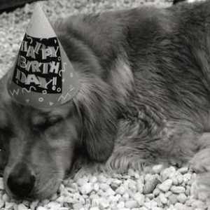 कुत्तों के लिए जन्मदिन की सामग्री