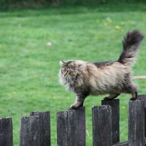 बिल्लियों में टोक्सोप्लाज्मा गोंडी की मिथक और वास्तविकताओं