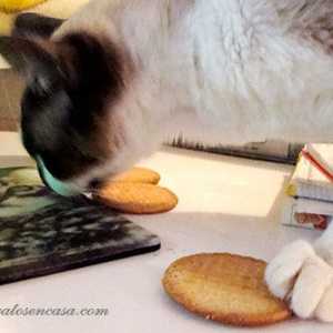 जादुई क्षण: कुकीज़ की एक राक्षस बिल्ली