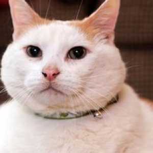 राजकुमार खंड, दुनिया में सबसे मजेदार बिल्ली मरो