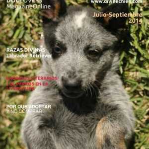 कुत्ते दिव्य chien के लिए पत्रिका का नया मुद्दा