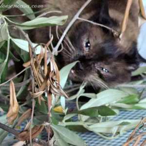 Olivo: बिल्लियों प्यार करता है कि mediterranean catnip
