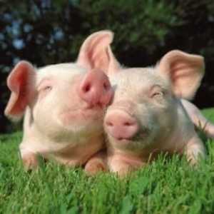 मिनी सूअरों की उत्पत्ति को मिनी सूअर भी कहा जाता है