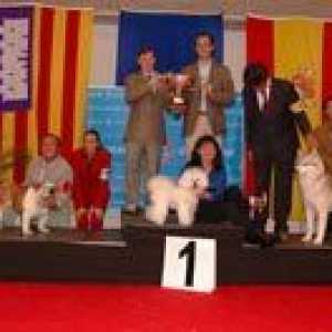पाल्मा डी Mallorca कैरिन राष्ट्रीय प्रदर्शनी ट्रॉफी हॉल Marratxí और अंतरराष्ट्रीय प्रदर्शनी canina…