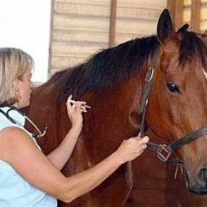 घोड़े के आंतरिक परजीवी - रोकथाम और नियंत्रण