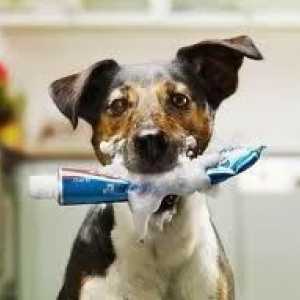 कुत्ते टारटर को खत्म करने के लिए टूथपेस्ट