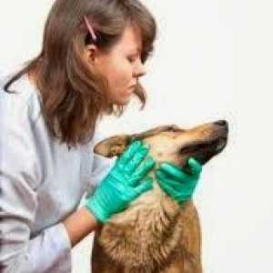 कुत्ते leishmaniasis के बीमार, कैसे relapses से बचने के लिए?