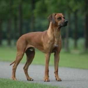 Rhodesian रिजबैक कुत्ता - जानकारी