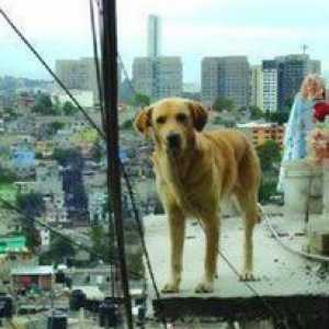 छत पर कुत्तों, एक उदास, धीमी और दर्दनाक जीवन