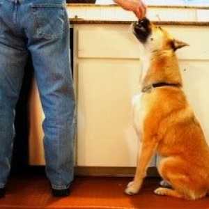 रसोई में कुत्तों: हर किसी के स्वास्थ्य को सुनिश्चित करने के लिए नौ सुझाव