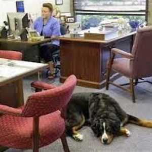कार्यालय में कुत्ते: उन्हें लेने के चार कारण