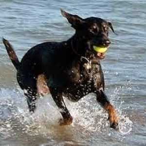 समुद्र तट पर कुत्तों: खतरे के बिना मजा कैसे करें