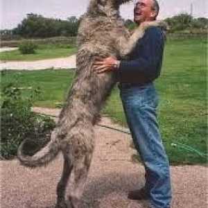 विशाल कुत्तों, कुत्ते जो मापते हैं