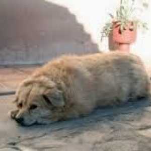 मोटे कुत्ते: अपना आदर्श वजन हासिल करने की योजना