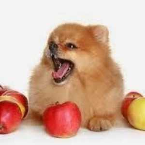 कुत्तों जो फल खाते हैं
