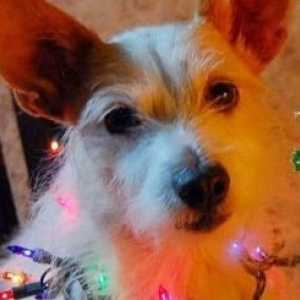 कुत्ते जो क्रिसमस को बधाई देते हैं: पांच विरोधी संकट विचार